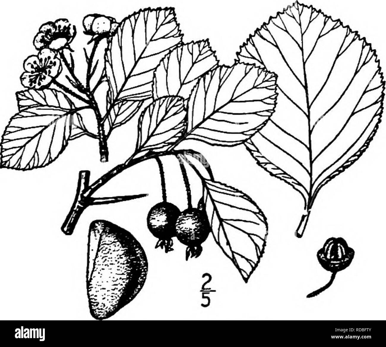 . North American trees : being descriptions and illustrations of the trees growing independently of cultivation in North America, north of Mexico and the West Indies . Trees. 22. ASHE'S THORN — Crataegus Ashei Beadle Ashe's thom is known in the clay soils about Montgomery, Alabama. It is a tree sometimes 6 meters high, with ascending branches forming an oval top; the bark is hght gray or red-brown, be- coming scaly with age; the twigs are orange-brown or reddish brown, hairy, becoming hght gray, smooth, and pro- vided with slender, nearly straight spines 3 to 4 cm. long. The leaves are oblong- Stock Photo