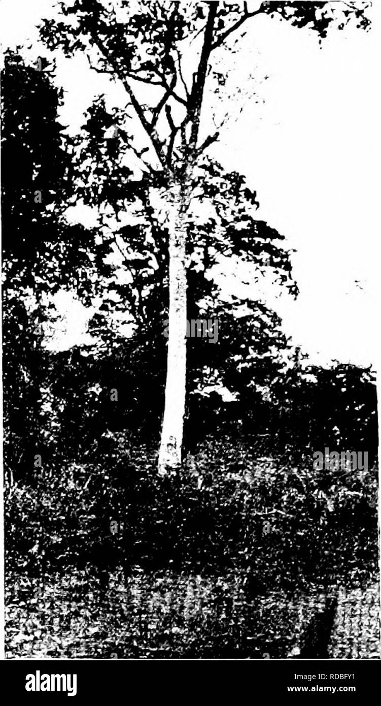 . West African forests and forestry . Forests and forestry. riG. 100.—Medium-sized Airican Pear- wood (Mimusops Djave) standing in the middle of the road outside Degema Station, on the road to niimema, since felled, and logs sold in England. Fig. 101, — Inoi Tree (Poga oleosa) standing at the edge o£ the Degema Station grounds. To face p UG.. Please note that these images are extracted from scanned page images that may have been digitally enhanced for readability - coloration and appearance of these illustrations may not perfectly resemble the original work.. Unwin, Arthur Harold. London : T.  Stock Photo