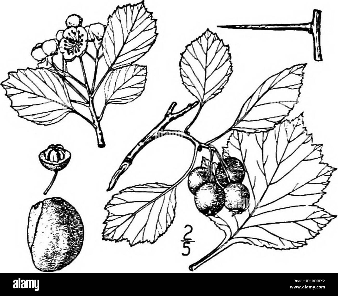 . North American trees : being descriptions and illustrations of the trees growing independently of cultivation in North America, north of Mexico and the West Indies . Trees. Fig. 398. — Large-fruited Thorn. 9. CAUGHNAWAGA THORN — Crataegus suborbiculata Sargent This thorn occurs about the limestone ridges of the Caughnawaga Indian reservation and on the island of Mon- treal, Quebec. It is a tree from 5 to 6 meters high, with spreading branches, forming a broad flat-topped crown; the twigs are smooth and are armed with straight or curved chestnut-brown spines, from 3 to 5 cm. long. The leaves  Stock Photo