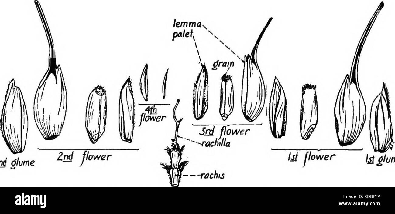 . The botany of crop plants : a text and reference book. Botany, Economic. 8o BOTANY OF CROP PLANTS spikelet with its parts removed in order. Each spikelet is subtended by these two empty bracts. Following the sug- gestion of Piper, we shall designate these two basal, empty bracts as &quot;glumes.&quot; The lower of these is the &quot;first glume,&quot; the upper the &quot;second glume.&quot; Above the two glumes, on the rachilla, are one or more bracts; each one of these is known as a lemma (flowering glume and inferior palea of some authors). Normally, there is a flower in the axil of each l Stock Photo