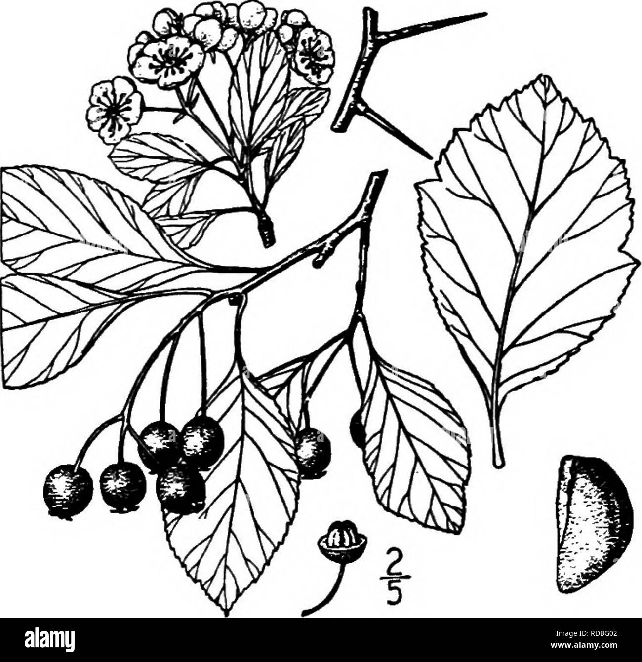 . North American trees : being descriptions and illustrations of the trees growing independently of cultivation in North America, north of Mexico and the West Indies . Trees. 4. CANBY'S THORN — Cratagns Canbyi Sargent Canby's thorn occurs from east- em Peimsylvania to the shores of Chesapeake Bay, Maryland. It is a bushy tree, sometimes 6 meters high, with long, ascending branches, form- ing a broad, irregular head; the young twigs are brown, becoming light gray, and are armed with chest- nut-brown spines from 2 to 4 cm. long. The leaves are oblong-obovate, from 2.5 to 8 cm. long and from 2 to Stock Photo