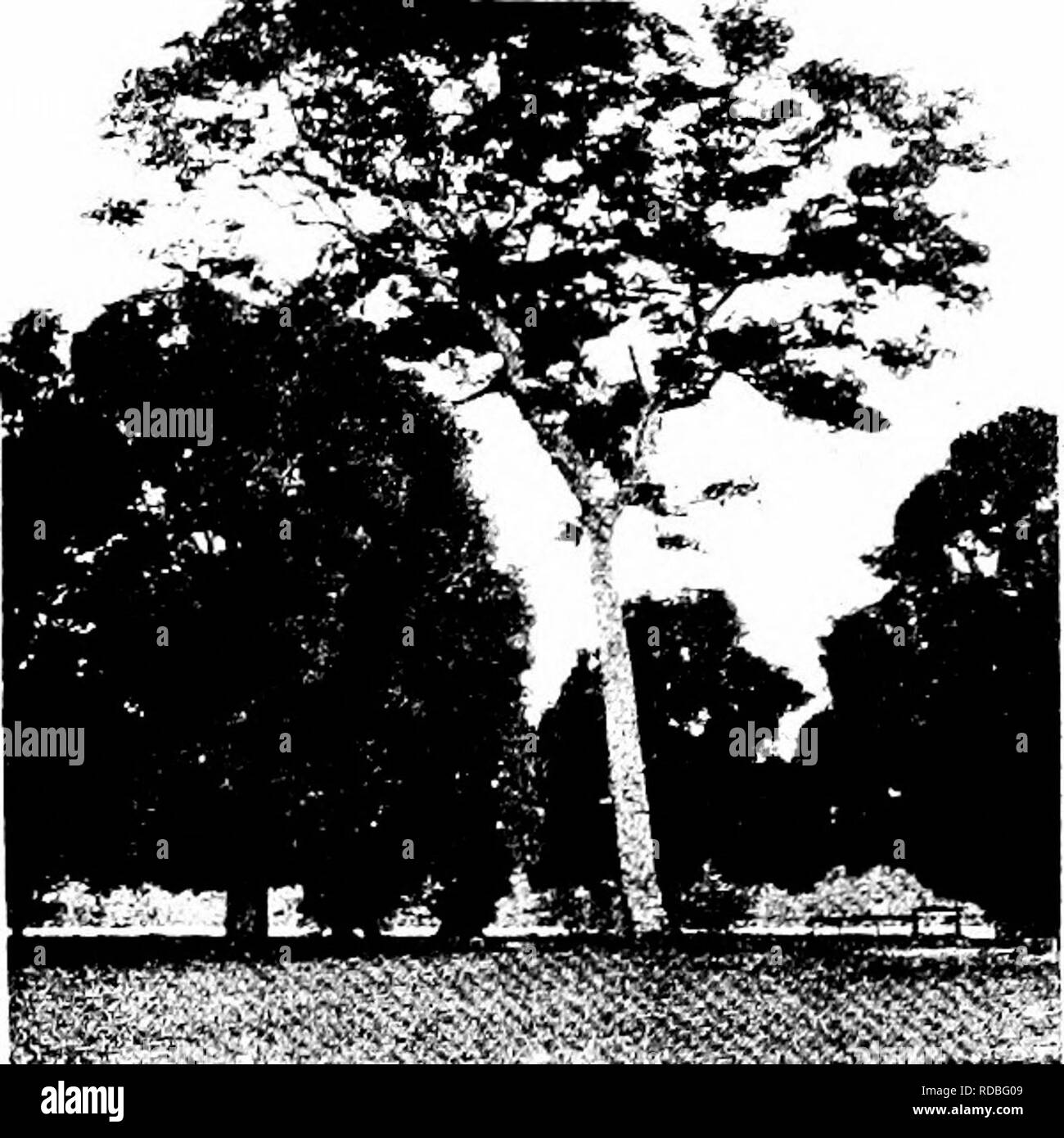 . West African forests and forestry . Forests and forestry. -&gt;3&amp;fe**His«S!giSS5&amp;K ^^^SM Fig. 95.—Young Oil Bean Tree in bearing (Pentacletbia maciopbylla), Degema Station. Fig. 96. — Red Oak (Berlinia^ acaminata), 20 feet in Giith, standing near the Som- breiro Rivet, Degema Station. To face p. 414,. Please note that these images are extracted from scanned page images that may have been digitally enhanced for readability - coloration and appearance of these illustrations may not perfectly resemble the original work.. Unwin, Arthur Harold. London : T. F. Unwin, ltd. Stock Photo