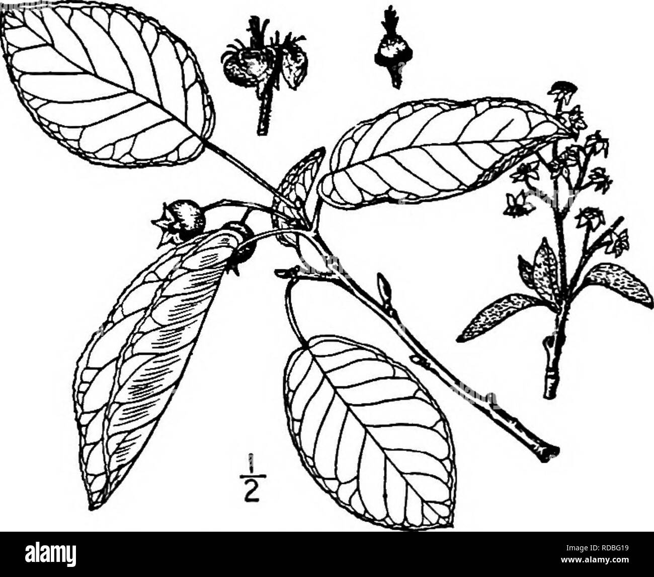 . North American trees : being descriptions and illustrations of the trees growing independently of cultivation in North America, north of Mexico and the West Indies . Trees. 440 The Serviceberries. long as the blades or less. The tree flowers in late February or early March; the axis of the racemes, the pedicels, and the ovate pointed ca- lyx-lobes are loosely hairy, becom- ing smooth when old; the top of the ovary is white-wooUy. The fruit is about 9 nmi. in diameter. 5. ROCKY MOUNTAIN SERVICE TREE Amelanchier alnifolia Nuttall Fig. 386. — Alabama Servicebeny. Amelanchier oreophila A. Nelson Stock Photo