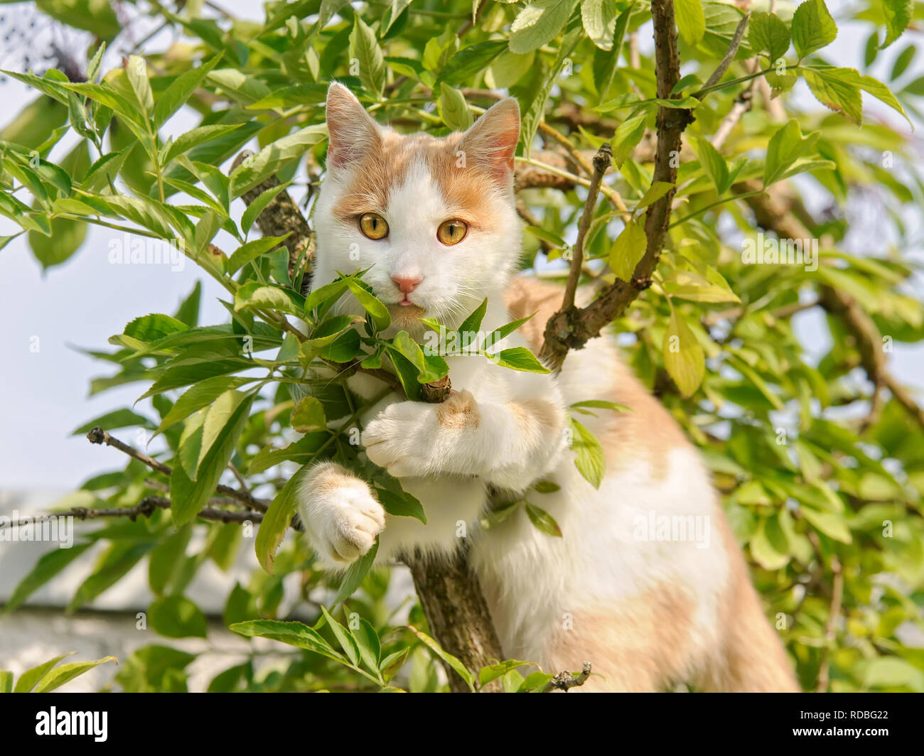 Cat climbing tree hires stock photography and images Alamy