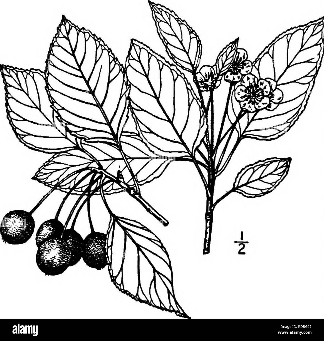 . North American trees : being descriptions and illustrations of the trees growing independently of cultivation in North America, north of Mexico and the West Indies . Trees. 436 The Serviceberries stout, hairy, 2.5 to 4 cm. long. The flowers are 15 mm. across, in short racemose leafy-based cymes, on slender, .hairy, glandular or smooth pedi- [cels; the calyx-tube is obconic, smooth or nearly so, the lobes are small, sharp-pointed, very woolly on the iimer surface, de- ciduous in fruit; the petals are obovate to orbicular, irregularly toothed or wavy margined; styles smooth. The fruit ripens f Stock Photo