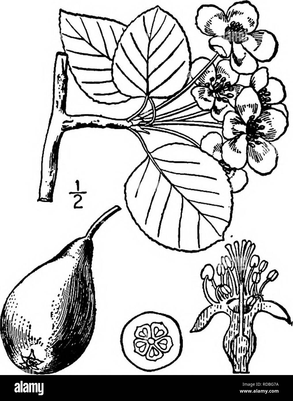 . North American trees : being descriptions and illustrations of the trees growing independently of cultivation in North America, north of Mexico and the West Indies . Trees. Pear 429 II. PEAR GENUS PYRUS [TOURNEFORT] LINNAEUS Species Pyrus communis Linnaeus ?S an inferior fruited escape from orchards, the Pear is found in woods and thickets of the northeastern States. It is a native of Europe and Asia, attaining a maximum height of 20 meters, with a trunk diameter of 9 dm., and is the type of the genus Pyrus. The trunk is straight, its branches are short, stout, and ascending, forming an oblo Stock Photo