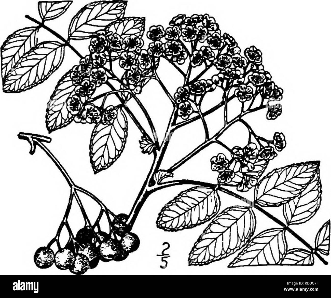 . North American trees : being descriptions and illustrations of the trees growing independently of cultivation in North America, north of Mexico and the West Indies . Trees. 428 The Mountain Ashes fruit ripens in late autumn, is globose or slightly pear-shaped, 4 to 8 mm. in di- ameter and bright red, its flesh acidulous; seeds about 3 mm. long, angular, rounded at the top, sharp-pointed at the base. The wood is soft, close-grained, weak, and brown; its specific gravity is about 0.55. At the North the tree is occasionally planted for ornament and shade, and deserves more extended use in the c Stock Photo