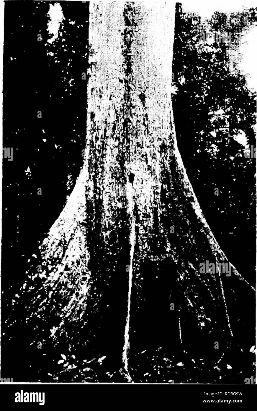 . West African forests and forestry . Forests and forestry. Fig. 62—Base o£ Bilinga (Aizeba Africana), 14 feet in girth, Daiopa Forest Reserve Olokemeji Reserve- Fig. G2.—SheaButtei (ButyrospermumParkii), 7 Eeet in giith, near Oniloku Road, Oloke- meji Reserve.. Please note that these images are extracted from scanned page images that may have been digitally enhanced for readability - coloration and appearance of these illustrations may not perfectly resemble the original work.. Unwin, Arthur Harold. London : T. F. Unwin, ltd. Stock Photo
