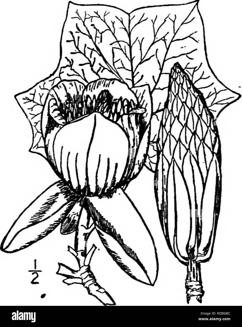 . North American trees : being descriptions and illustrations of the trees growing independently of cultivation in North America, north of Mexico and the West Indies . Trees. 392 Tulip Tree II. TULIP TREE GENUS UEIODENDRON LINN^US Species Liriodendron Tulipifera Linnaeus HE Tulip tree, White-wood, Tulip poplar, Yellow poplar, White poplar. Blue poplar. Hickory poplar. Saddle-leaf, or Lyre tree, as it is variously called, the type of the genus Liriodendron, is the most characteristic tree of eastern North America, and also one of the largest and most interesting; it grows in woods from Rhode Is Stock Photo