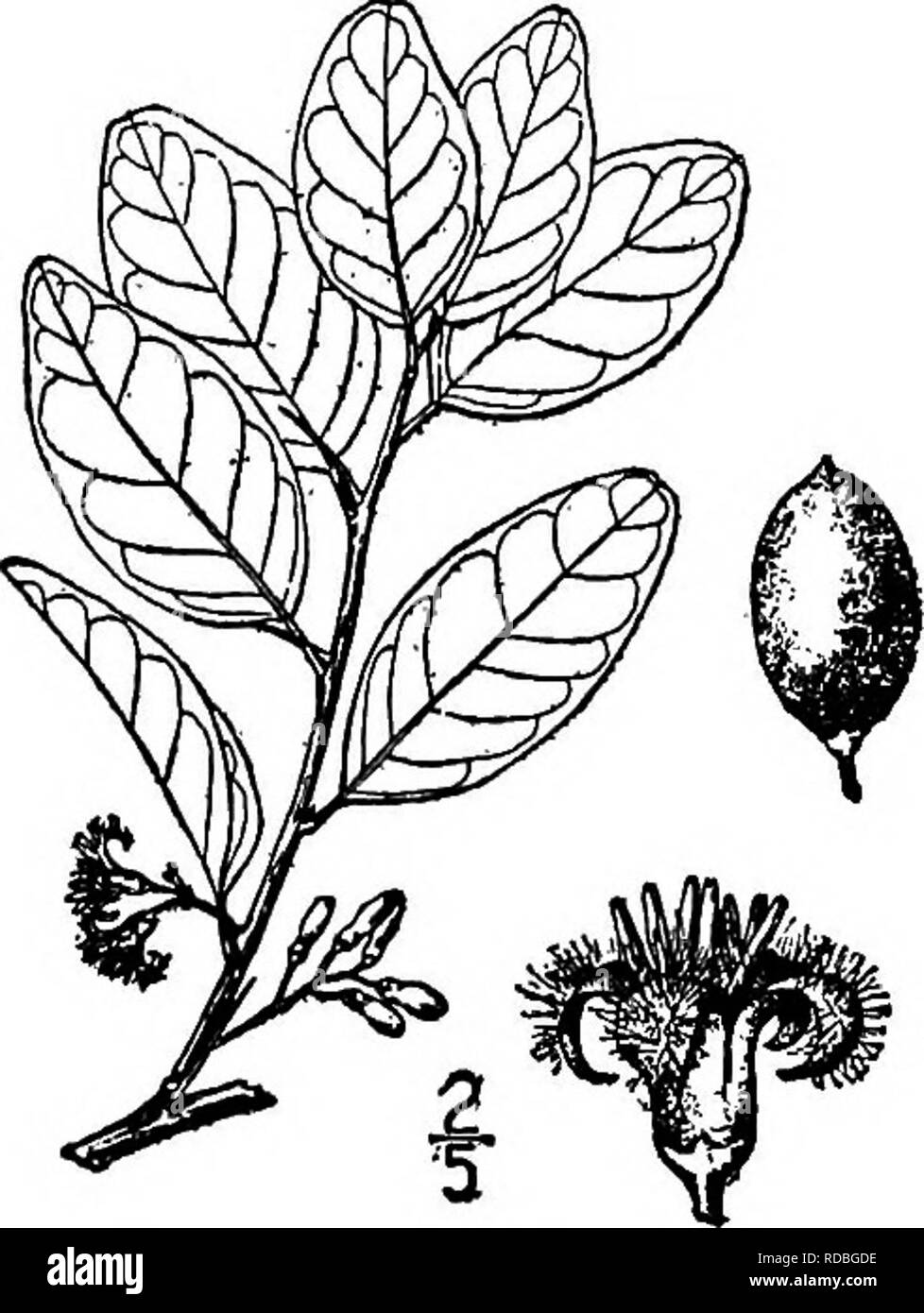 . North American trees : being descriptions and illustrations of the trees growing independently of cultivation in North America, north of Mexico and the West Indies . Trees. Tallowwood 377 vm^ II. TALLOWWOOD GENUS XIMENIA [PLUMIER] LINNAEUS Species Ximenia americana Linnaeus THORNY small tree or shrub, which encircles the globe in the tropics, entering our area in peninsular Florida and the Keys, where it attains a maximum height of 6 meters. It is the type species of the genus. It is also called Seaside plum, Hog plum, Moimtain plum. False sandalwood, and Wild olive. The branches are thorny  Stock Photo