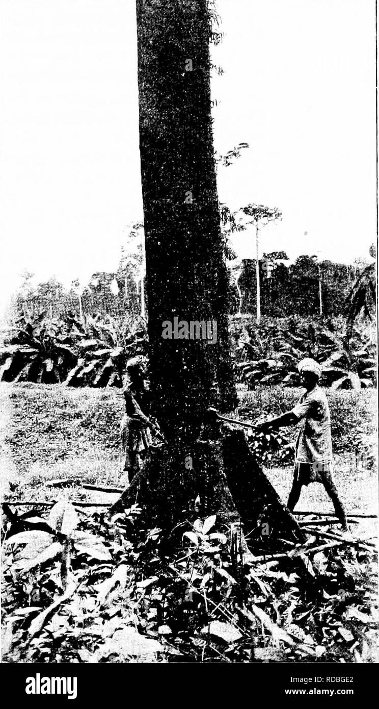 . A manual of the timbers of the world : their characteristics and uses : to which is appended an account by S. Fitzgerald of the artificial seasoning of timber. Timber. CATALOGUE OF THE TIMBERS OF THE WORLD 293 and soft layers, and showing the medullary rays as silver grain on the radial section. Gamble reports it as &quot; dural:)le . . used in South. I'holonrapli by 0. K. Kfcii. Convicts felling a Terminalia procera Tree in the Andaman Islands. India for gunstocks, boats, cart and carriage making, and for furniture ; in Bombay for wheel-spokes ; in Burma for furniture and carts.&quot; The p Stock Photo