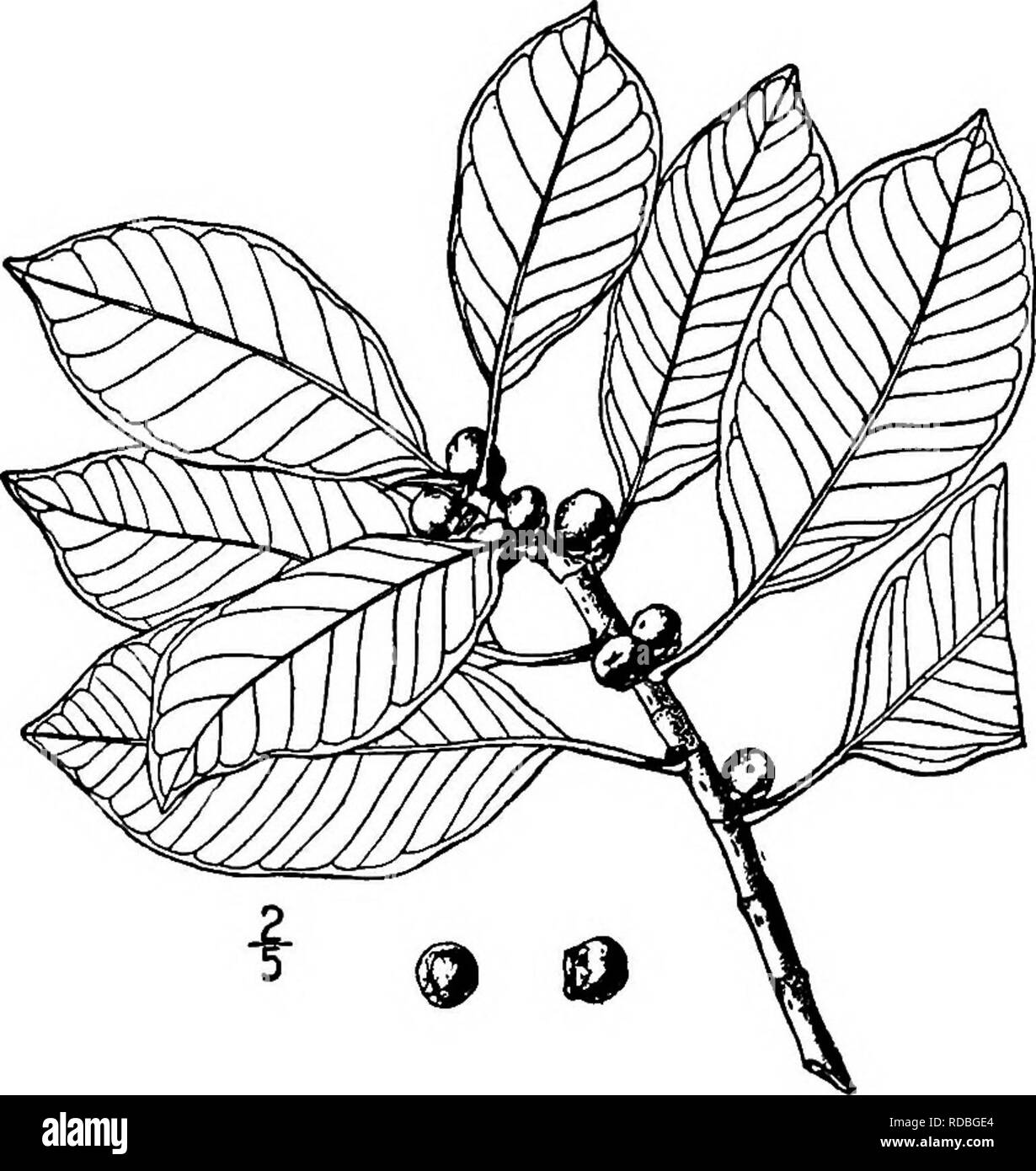 . North American trees : being descriptions and illustrations of the trees growing independently of cultivation in North America, north of Mexico and the West Indies . Trees. Golden Fig 369. Fig. 327. — Golden Fig. I. GOLDEN FIG—Ficus aurea NuttaU This tree starts into life as a parasite; the seed germinating in the crevices of the bark of other trees, produces aerial roots which, when they reach the ground, take root and become trunks; often several of these descend parallel, and sur- rounding the trunk of their host, finally come together and strangle, it. The branches also send down roots,  Stock Photo