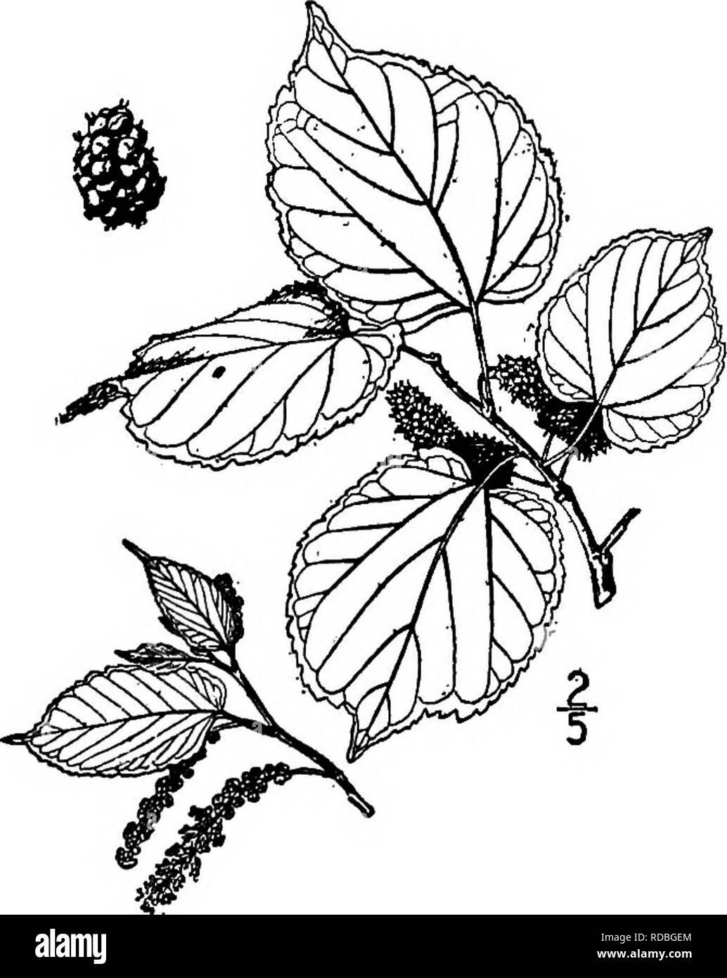 . North American trees : being descriptions and illustrations of the trees growing independently of cultivation in North America, north of Mexico and the West Indies . Trees. Fig. 321. — White Mulberry. 2. BLACK MULBERRY—Moras nigra Linnaeus This tree is supposed to have come originally from Persia, but has been known in Europe for ages and is now widely naturalized there. In our area it has been introduced on account of its pleasant black fruit, and has become naturalized along roadsides and waste places in the southern States and also on the Pacific coast, at- taining a maximum height of 20  Stock Photo