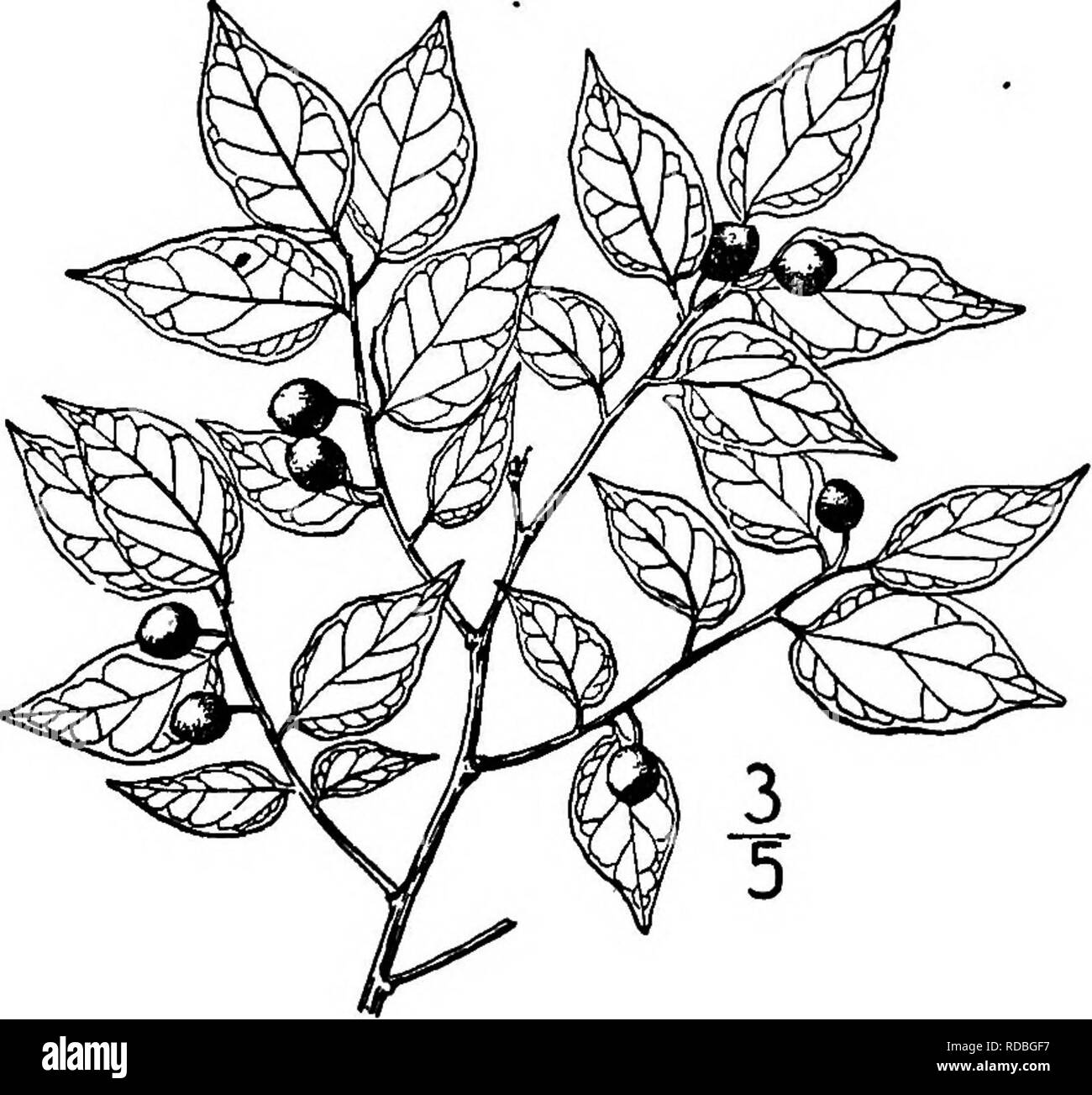 . North American trees : being descriptions and illustrations of the trees growing independently of cultivation in North America, north of Mexico and the West Indies . Trees. Fig. 315. — Small's Hackberry. 6. GEORGIA HACKBERRY - Celtis georgiana Small The Georgia hackberry in- habits rocky or gravelly soil and ranges from New Jefsey to Florida, Kentucky, Missouri, and Alabama. It is usually a mere shrub, sometimes flowering when 2 meters high or less, but some- times becomes a tree 6 to 10 me- ters high. The young twigs are hairy, greenish, slender, becoming smooth and purple-brown. The leaves Stock Photo