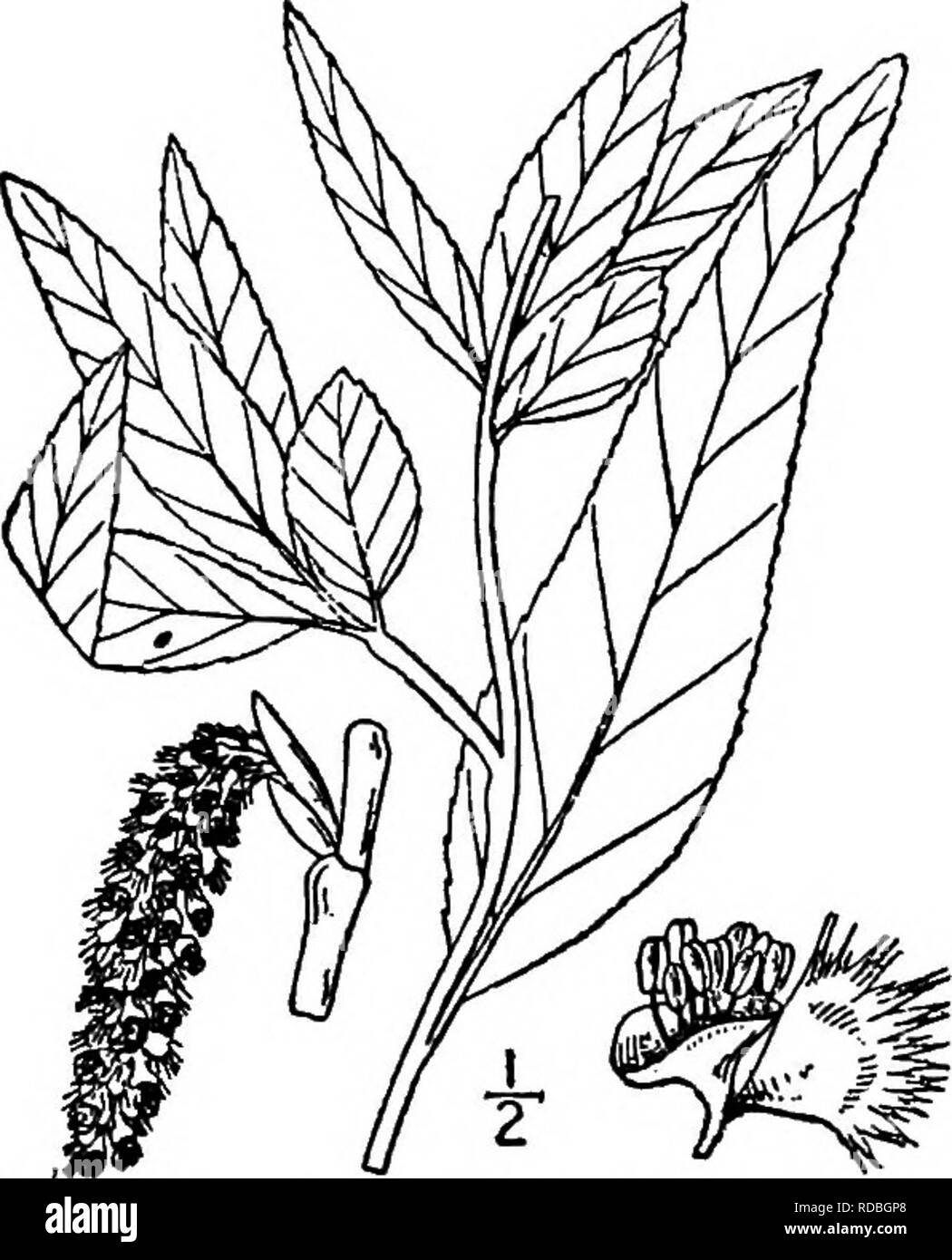 . North American trees : being descriptions and illustrations of the trees growing independently of cultivation in North America, north of Mexico and the West Indies . Trees. 172 The Poplars cm. long or less, sharp-pointed and shining. The young leaves are sparingly and finely hairy, becoming smooth, firm in texture, dark green and shining on the upper side, pale green or brownish and finely netted-veined on the under surface; they vary from ovate to ovate-lanceolate, and from 7 to 12 cm. long; the margins are finely toothed, the apex pointed, often long-pointed, the base rounded, narrowed or  Stock Photo