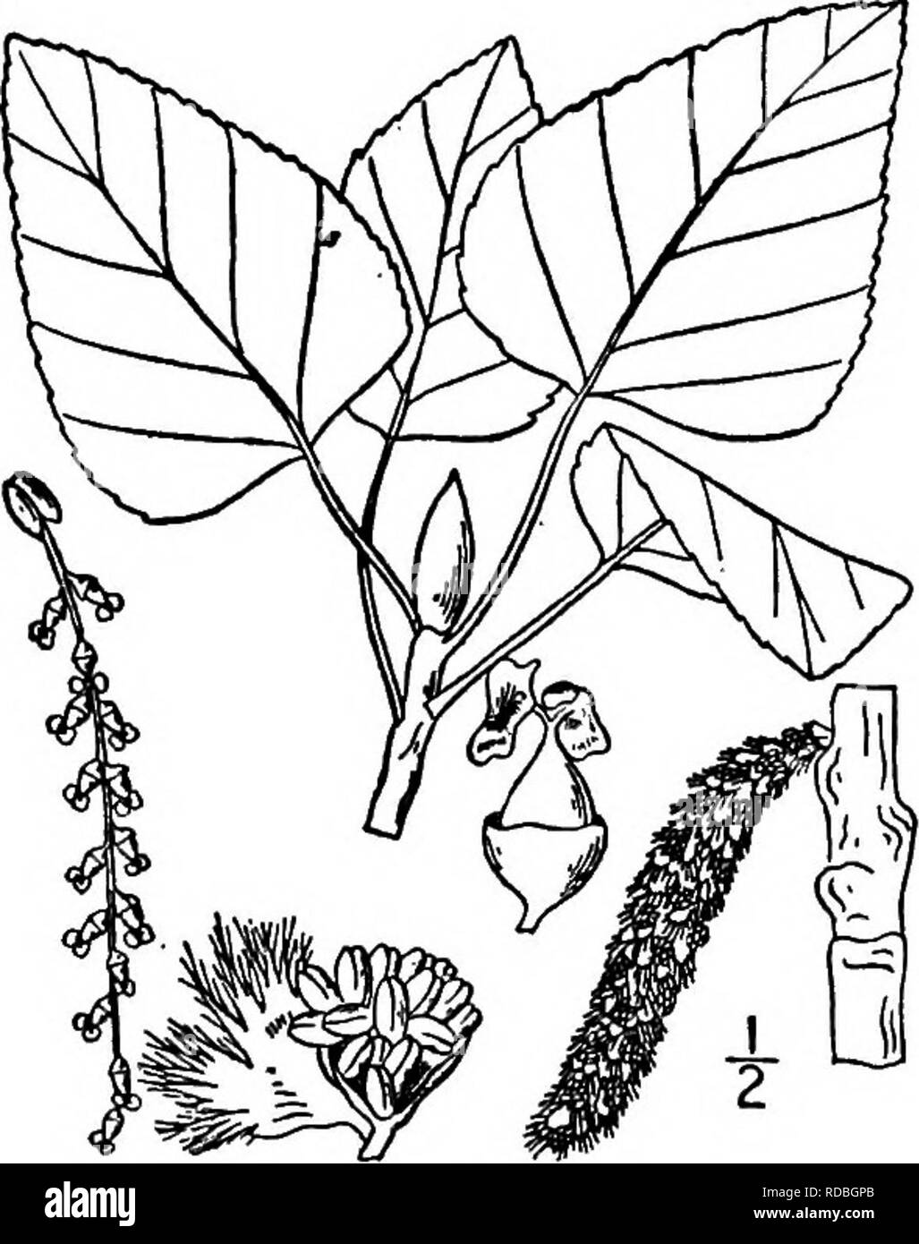 . North American trees : being descriptions and illustrations of the trees growing independently of cultivation in North America, north of Mexico and the West Indies . Trees. Fig. 126. — Rydberg's Cottonwood. 6. BALSAM POPLAR — Populus balsamifera Linnaeus The Balsam poplar, or Tacamahac, inhabits either moist or dry soil, but prefers river and lake shores and the edges of swamps, sometimes reaching a height of 30 meters or more, with a trunk 2 to 2.3 meters in diameter. It is dis- tributed from Newfoundland to Hudson Bay and Alaska, south to Maine, Vermont, western New York, Michigan, South D Stock Photo
