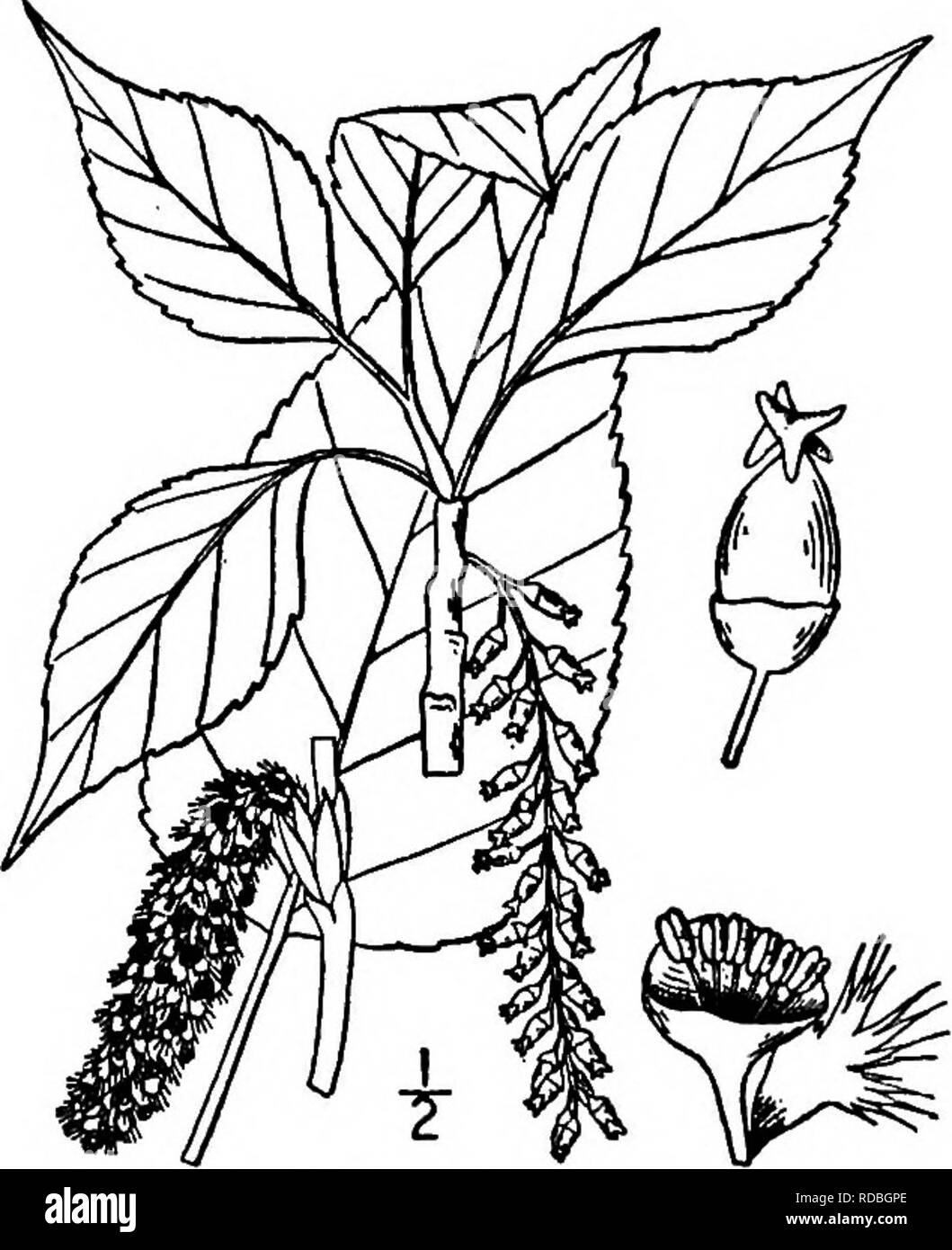 . North American trees : being descriptions and illustrations of the trees growing independently of cultivation in North America, north of Mexico and the West Indies . Trees. Balsam Poplar 171 The old bark is thick, brown, and strongly ridged, that of young stems pale gray or nearly white, and smooth or nearly so. The young twigs are slender, smooth, brown, and round or somewhat angled. The buds are brown and very resinous, pointed, about I cm. long. The leaves are rhombic- lanceolate, 5 to 15 cm. long, rather abruptly long-pointed, nearly equally bluntly toothed, except near the base and apex Stock Photo