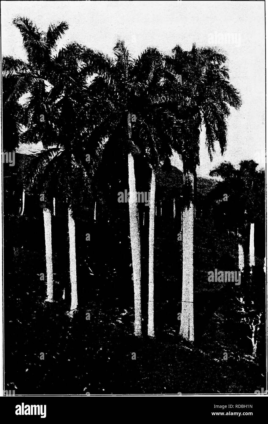 . North American trees : being descriptions and illustrations of the trees growing independently of cultivation in North America, north of Mexico and the West Indies . Trees. 144 Royal Palm covered by clapboards made of sections of the hard outer rind of the trunk, the specific gravity of which is about 0.80; that of the soft inner wood is about 0.21.. Fig. 108. —Royal Palm, Cuba.. Please note that these images are extracted from scanned page images that may have been digitally enhanced for readability - coloration and appearance of these illustrations may not perfectly resemble the original w Stock Photo