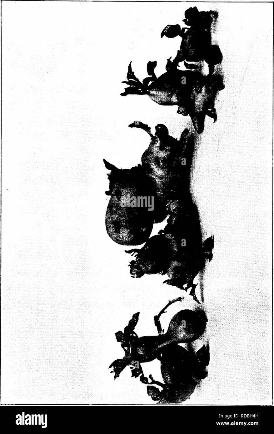 . New creations in plant life : an authoritative account of the life and work of Luther Burbank . Burbank, Luther, 1849-1926; Plant breeding. . Please note that these images are extracted from scanned page images that may have been digitally enhanced for readability - coloration and appearance of these illustrations may not perfectly resemble the original work.. Harwood, William Sumner, 1857-1908. New York ; London : Macmillan Stock Photo