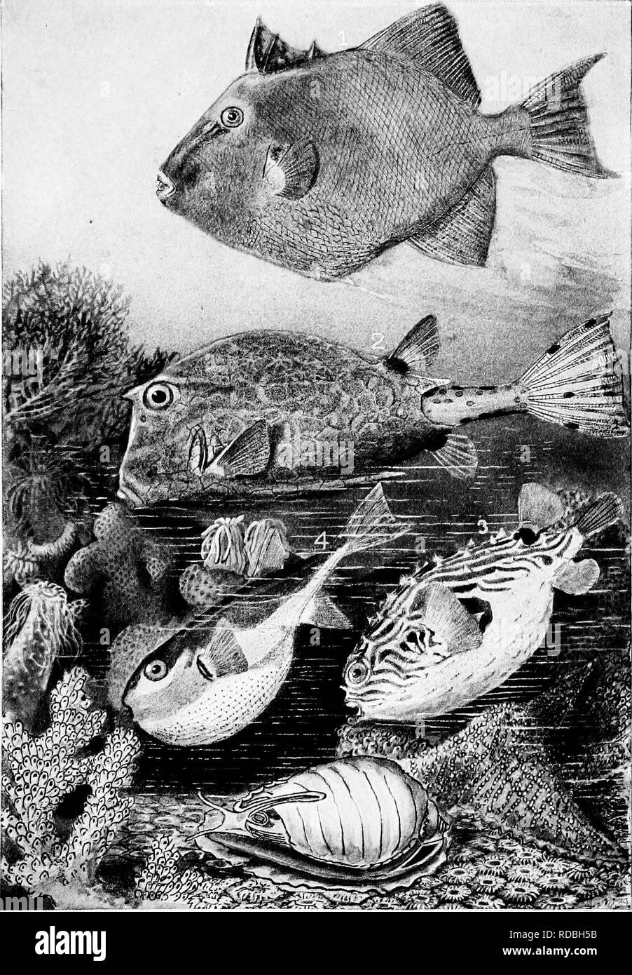 . The American natural history; a foundation of useful knowledge of the higher animals of North America. Natural history. REMARKABLE MEMBERS OF THE ORDER OF SOLID-JAW FISHES. 1. Trigger Fish (Balisles capriscus). 2. Box Fish (Ostracion tricomis). 3. Porcupine Fish (Chilomyctervs geomefricvs),nQated. 4. Puffer {Tetrodon turgidus), with air-sac inflated.. Please note that these images are extracted from scanned page images that may have been digitally enhanced for readability - coloration and appearance of these illustrations may not perfectly resemble the original work.. Hornaday, William Temp Stock Photo