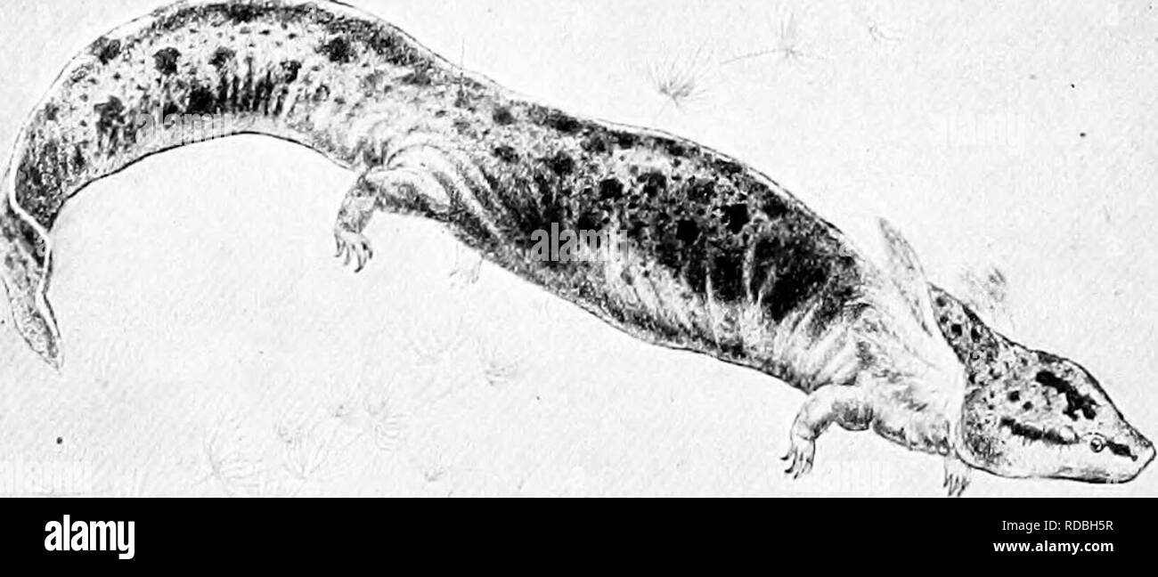 The American Natural History A Foundation Of Useful Knowledge Of The Higher Animals Of North America Natural History 154 Tailed Amphibians L Reatli It Inhabits Manv Of The Rivers Of Ohio Pennsa L