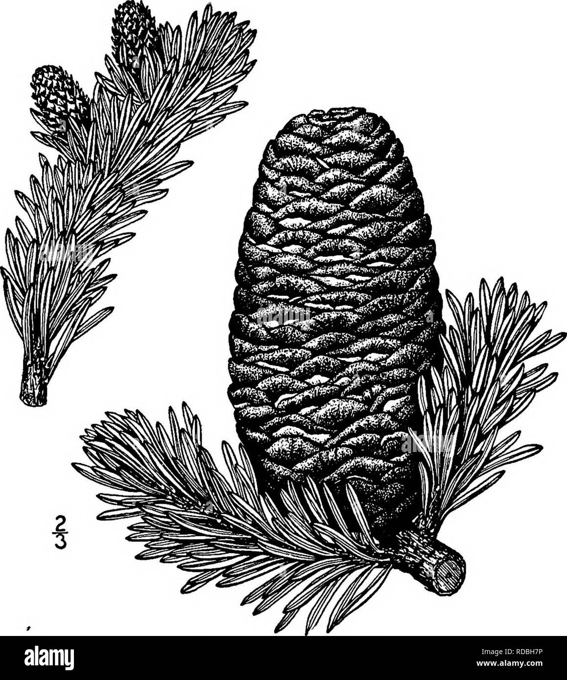 . North American trees : being descriptions and illustrations of the trees growing independently of cultivation in North America, north of Mexico and the West Indies . Trees. Red Silver Fir 8i 6. RED SILVER FIR —Abies amabilis (Loudon) Forbes Picea amabilis Loudon This magnificent tree, being all that its name implies, is also called Amabilis fir, Lovely fir. Lovely red fir, Red fir, and by lumbermen erroneously Larch. It occurs from the Columbia River in Oregon northward into British Columbia.. Fig. 62. —Red Silver Fir. Its greatest size is attained in the Olympic Mountains of Washington, its Stock Photo