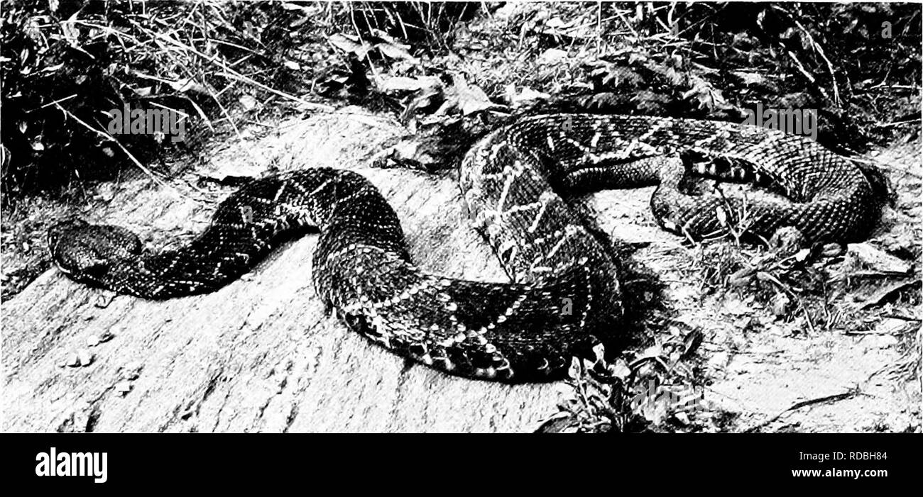 . The American natural history; a foundation of useful knowledge of the higher animals of North America. Natural history. 102 SERPENTS It is possible to lengthen a snake's rattles, after they have been cut off, by joining on other joints of the same size, up to the number desired. The slow vibration of a large set of rattles gives a sort of clicking sound, but when the wearer is thoroughly alarmed and angry, the spiteful &quot;whir&quot; sounds. N. Y. ZooloKical Park. DIAMOND RATTLESNAKE. like meat frying. The motion then is so rapid the eye cannot follow it. Rattlers are not fond of bathing,  Stock Photo