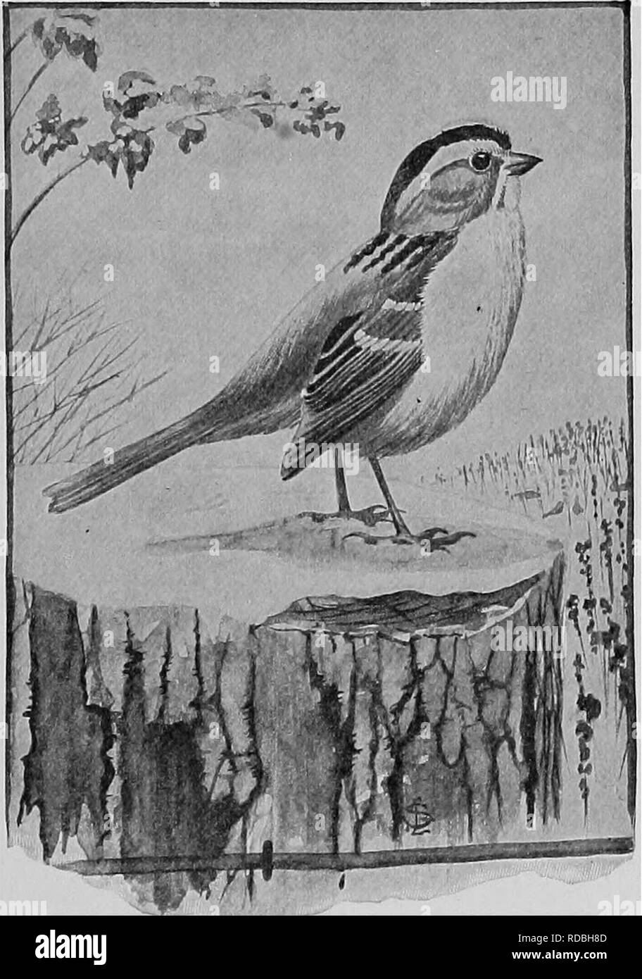 . The American natural history; a foundation of useful knowledge of the higher animals of North America. Natural history. A SPARROW THAT IS A PEST 305 Is pleasing, and nearly every self-respecting ornithologist trans- lates it into English to suit his or her fancy; but, to tell the truth, the White-Throat never will win a prize as a great singer.. WHITE-THROATED SPAEEOW. The English Sparrow.'—^Let me dip my pen in blue vitriol; for my temperature rises at the thought of writing the name. Daily we see the unclean little wretches grubbing in the filth and microbes of the street, where no America Stock Photo