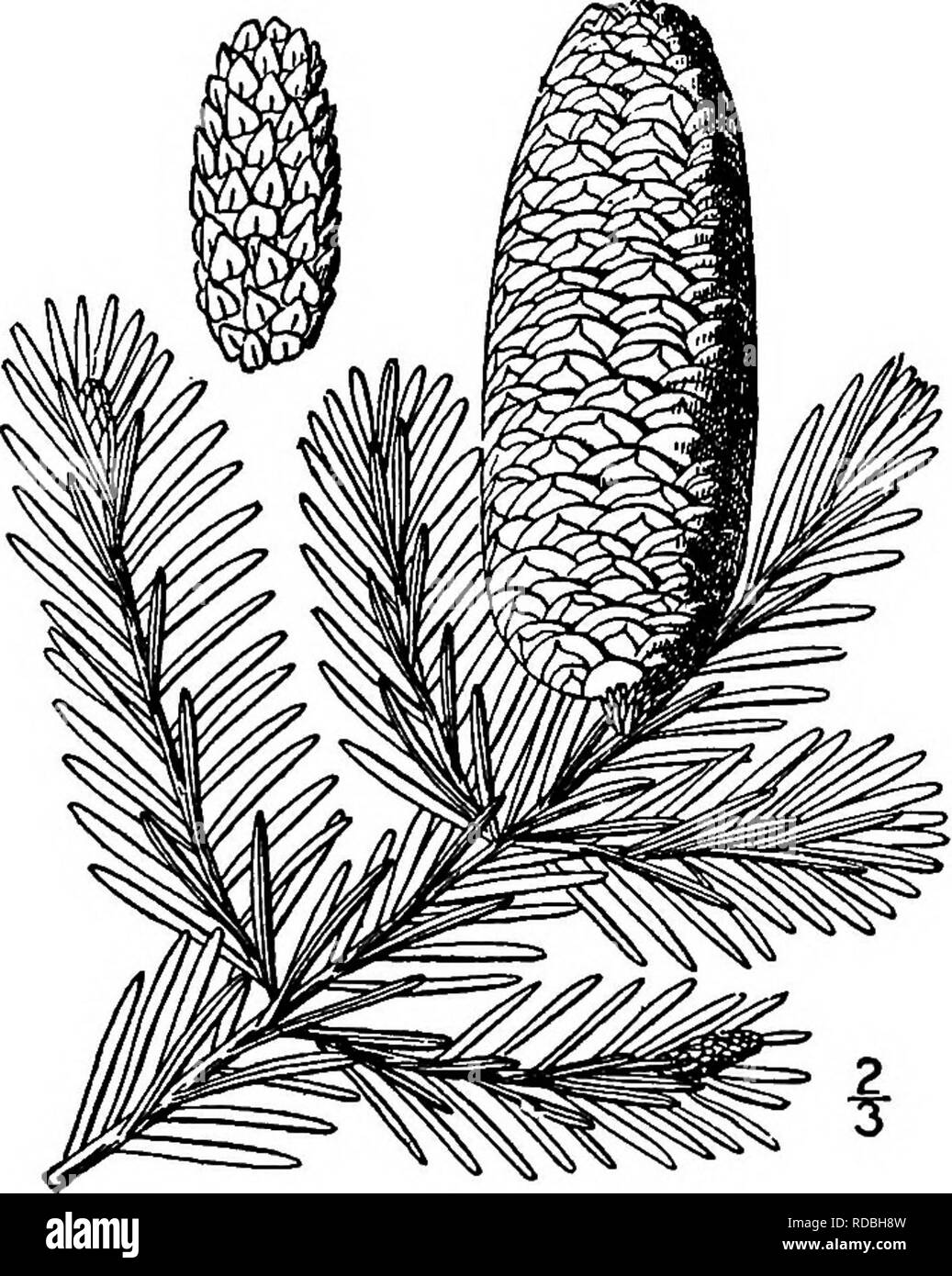 . North American trees : being descriptions and illustrations of the trees growing independently of cultivation in North America, north of Mexico and the West Indies . Trees. Balsam Fir 75 I. BALSAM FIR—Abies baJsamea (Linnaeus) Miller Pintis halsamea Linnaeus The Balsam fir, also called Balm of Gilead fir, Balsam, Blister pine, Fir pine, Silver pine. Fir tree. Single spruce, Sapin, and &quot;Cho-koh-tung,&quot; meaning &quot;blisters,&quot; by the Indians, occurs from Labrador, west to Alberta and southward to the moun- tains of Virginia and to Minnesota, being most abundant in the regions ab Stock Photo
