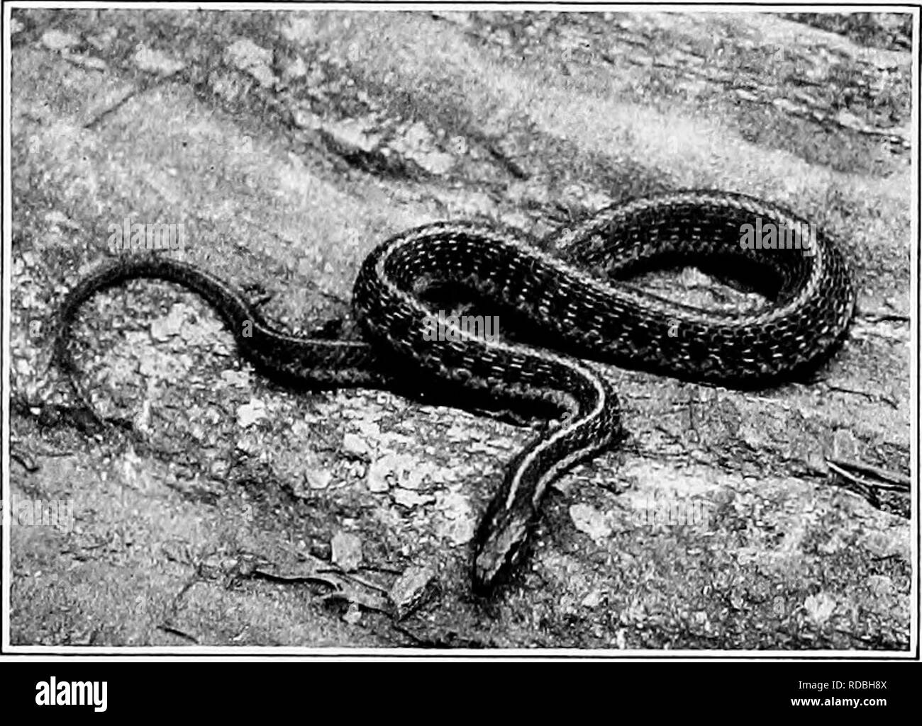 The American natural history; a foundation of useful knowledge of the  higher animals of North America. Natural history. WATER SNAKES 91  twenty-four species have been described, covering the whole of the
