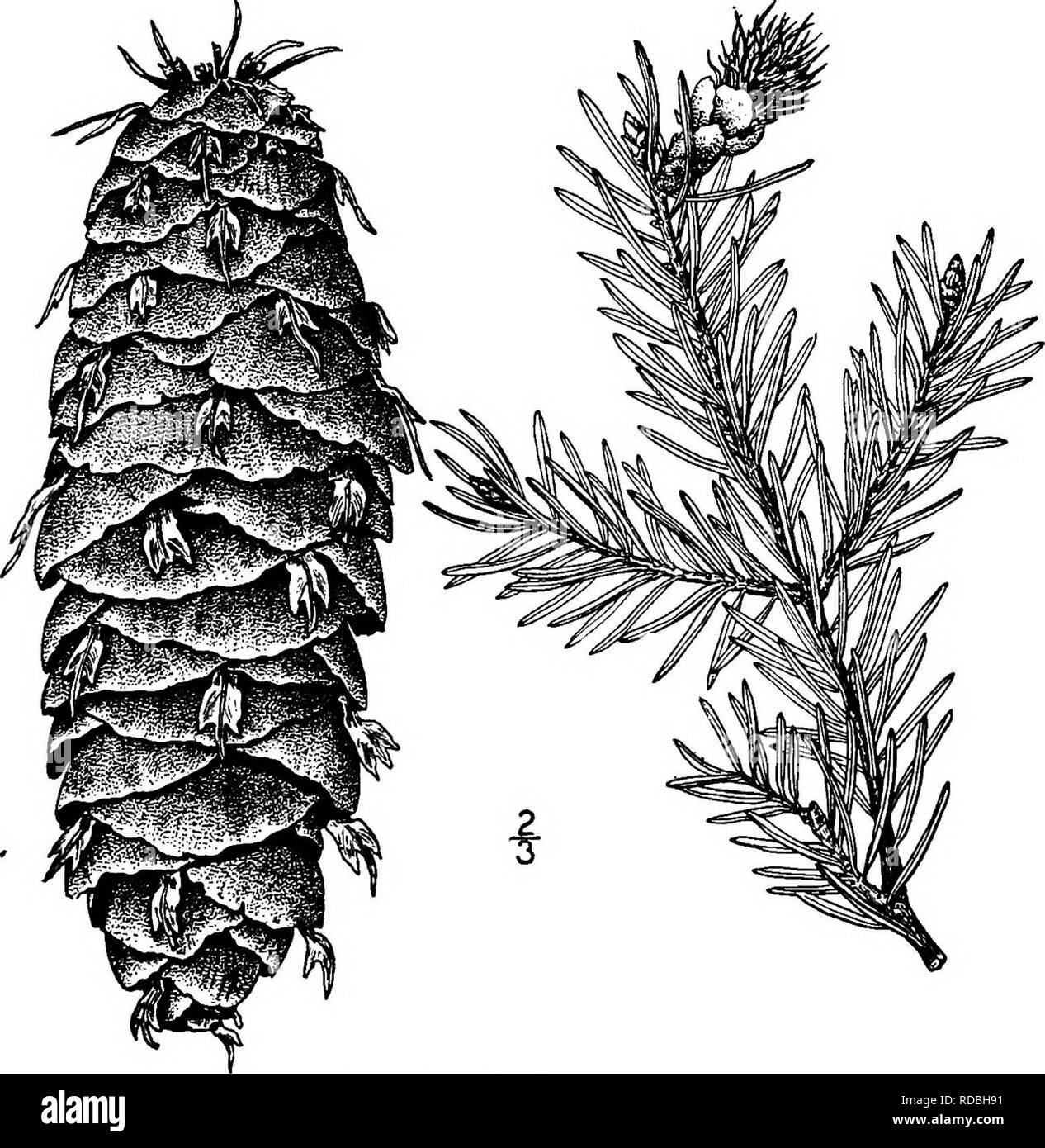 . North American trees : being descriptions and illustrations of the trees growing independently of cultivation in North America, north of Mexico and the West Indies . Trees. 72 The False Hemlocks slope not being so. It now promises to be one of the most desirable coniferous trees for parks, where it sometimes bears fruit when scarcely 2 meters taU. 2. BIG CONE SPRUCE — Psendotsnga macrocarpa (Torrey) Mayr Abies Douglasii macrocarpa Torrey This tree, which is also called Big-cone Douglas spruce, California hemlock, and Hemlock, is of very local occurrence, being known only from dry mountains i Stock Photo