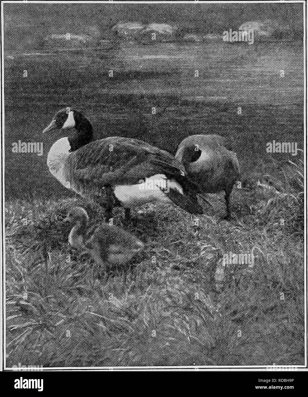 Canada goose return policy history online