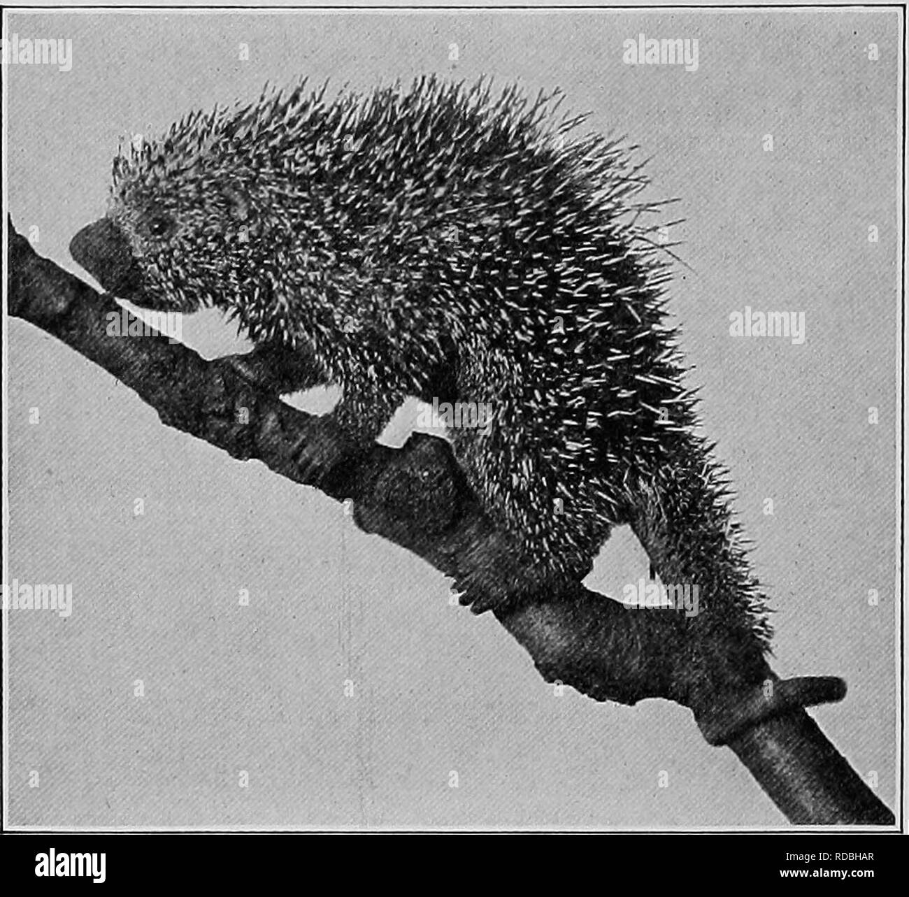 The American natural history; a foundation of useful knowledge of the  higher animals of North America. Natural history. 252 GNAWING ANIMALS THE PORCUPINE  FAMILY Erethizontidae The Porcupine is at home either