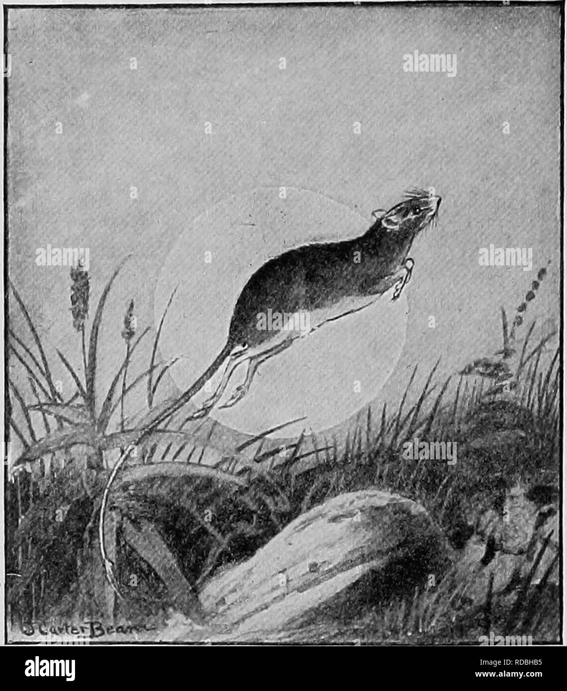 The American natural history; a foundation of useful knowledge of the higher animals of North America. Natural history. 244 GNAWING ANIMALS be quite lifeless. It is found throughout the northern United The American natural history; a foundation of useful knowledge of the higher animals of North America. Natural history. 244 GNAWING ANIMALS be quite lifeless. It is found throughout the northern United