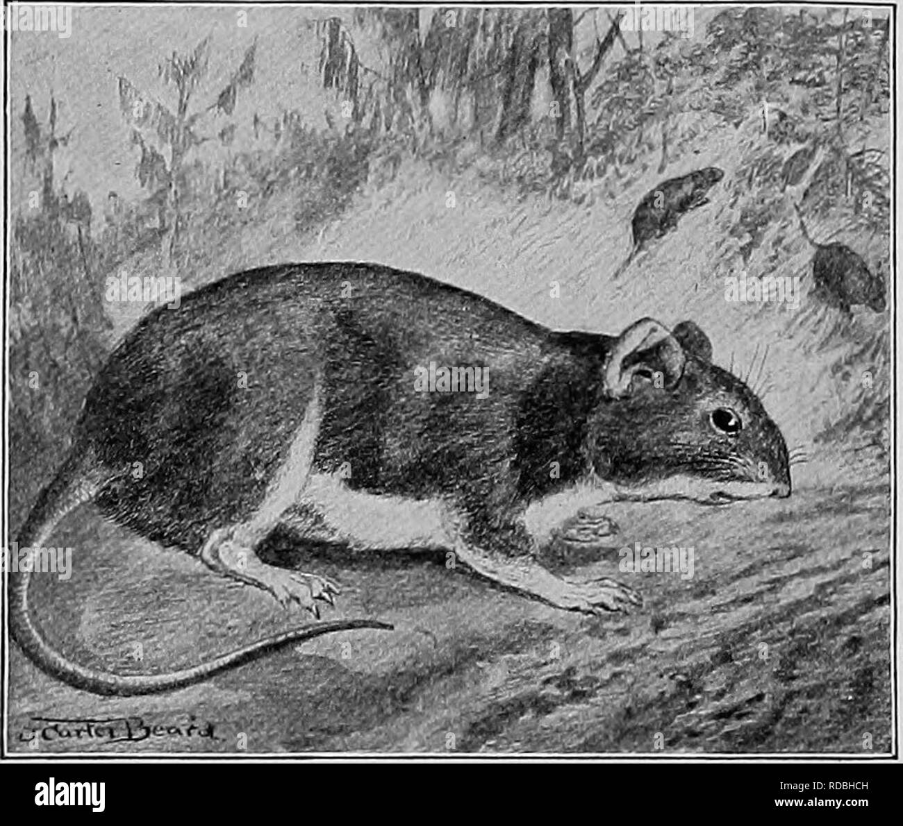 The American natural history; a foundation of useful knowledge of the higher animals of North America. Natural history. 232 GNAWING ANIMALS ascribes the origin of the fire to Wood Rats and The American natural history; a foundation of useful knowledge of the higher animals of North America. Natural history. 232 GNAWING ANIMALS ascribes the origin of the fire to Wood Rats and