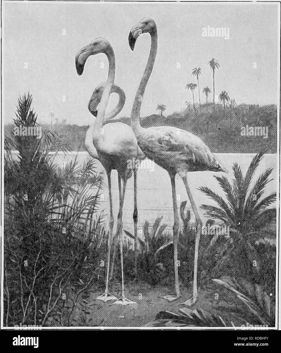 . The American natural history; a foundation of useful knowledge of the higher animals of North America. Natural history. THE TRADE IN FLAMINGOES 165 tervals they still do so. Captain W. D. Collier, Marco Island, west coast of Florida, states that when he first made his home on that island, forty years ago, &quot;Flamingoes came there every year by the thousand!&quot; Besides those on Andros. N. Y. Zoological Park. THE FLAMINGO. Island in the Bahamas, Flamingoes are found in Cuba, and on the north coast of Yucatan. Until about 1906 every year from twenty to fifty live birds were brought to New Stock Photo