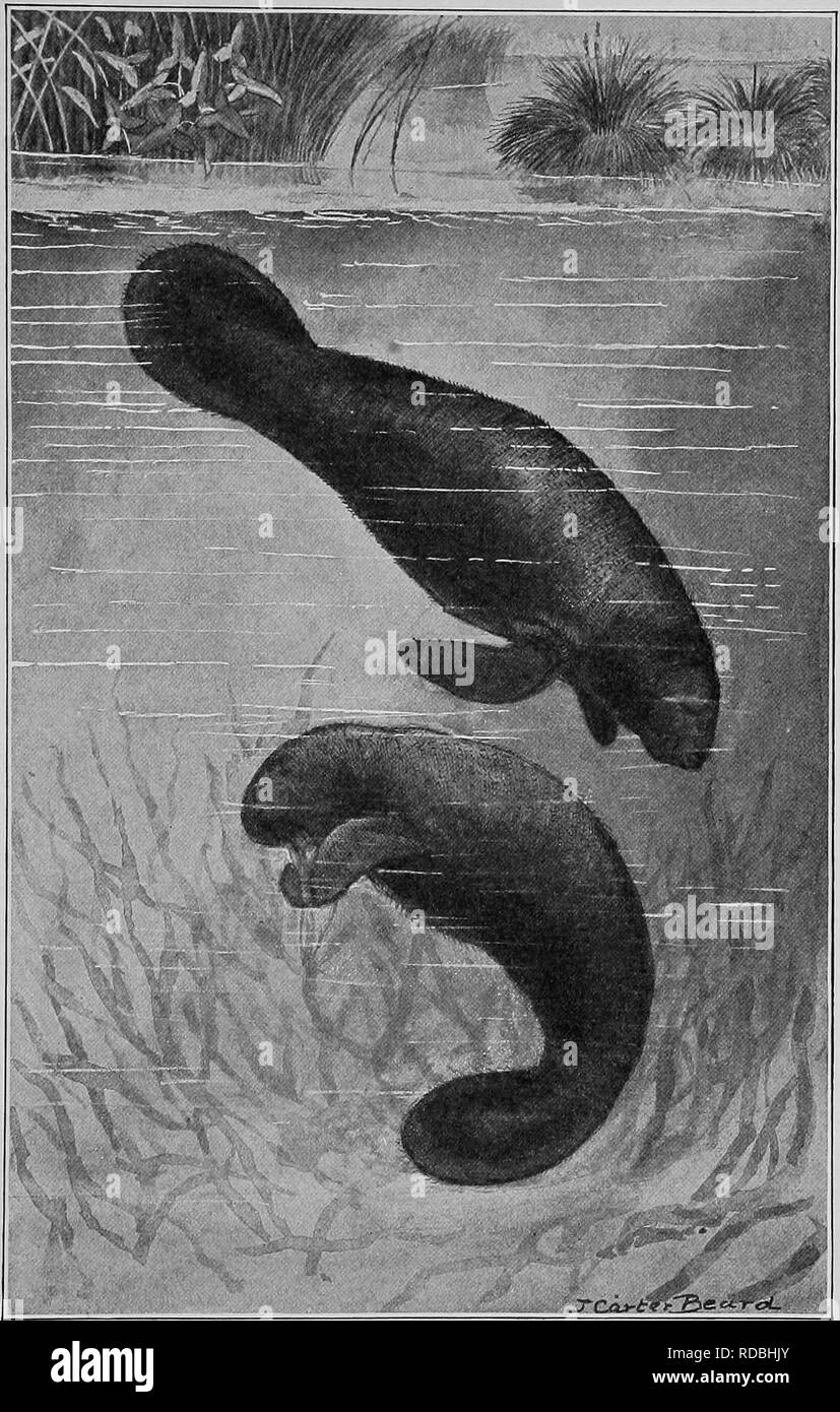 . The American natural history; a foundation of useful knowledge of the higher animals of North America. Natural history. THE MANATEE (Trichechus laliroslris). Drawn by J. Carter Beard from a living specimen in the New York Aquarium.. Please note that these images are extracted from scanned page images that may have been digitally enhanced for readability - coloration and appearance of these illustrations may not perfectly resemble the original work.. Hornaday, William Temple, 1854-1937. New York, C. Scribner's Sons Stock Photo