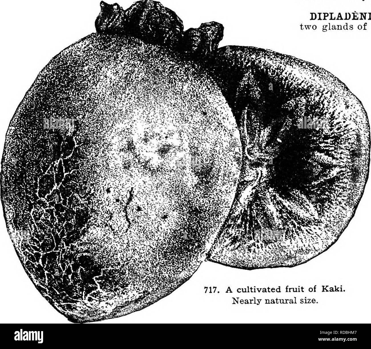 . Cyclopedia of American horticulture, comprising suggestions for cultivation of horticultural plants, descriptions of the species of fruits, vegetables, flowers, and ornamental plants sold in the United States and Canada, together with geographical and biographical sketches. Gardening. DIOSPYBOS DIPLADENIA 489 burghi).—V&amp;r. oosUta, Mast. Pr. large, depressed, globular, orange-red, with 4 furrows. R.H. 1870:410. G.C. 11.4:777; III. 9:171; 13:51. Gn. 49, p. 171. Var. Uaz^li, Mouiilef. Fr. orange-yellow, with 8 furrows. E.H. 1874:70. Other varieties are figured in B.H. 1872, p. 254; 1878:470 Stock Photo