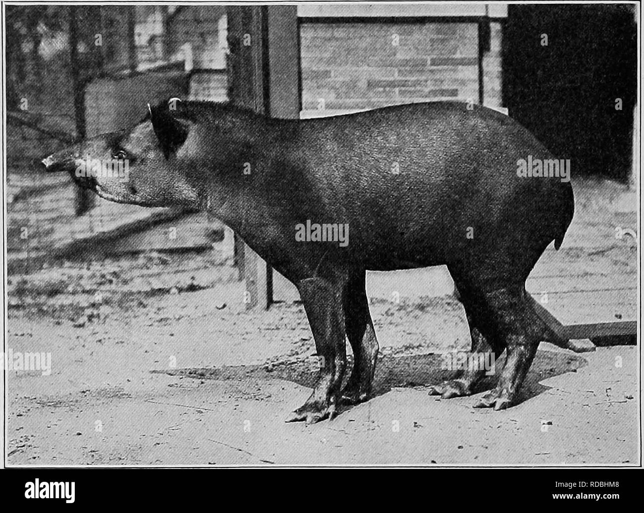 The American natural history; a foundation of useful knowledge of the higher animals of North America. Natural history. 124 HOOFED ANIMALS THE TAPIR FAMILY Tapiridae In all the world there are The American natural history; a foundation of useful knowledge of the higher animals of North America. Natural history. 124 HOOFED ANIMALS THE TAPIR FAMILY Tapiridae In all the world there are