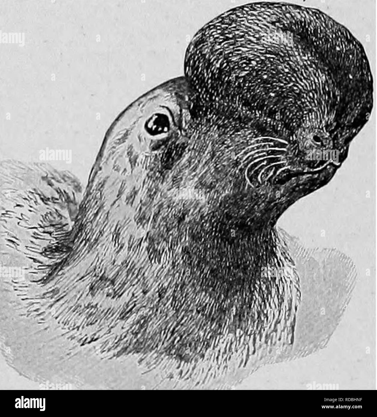 Baby seals Black and White Stock Photos & Images Alamy