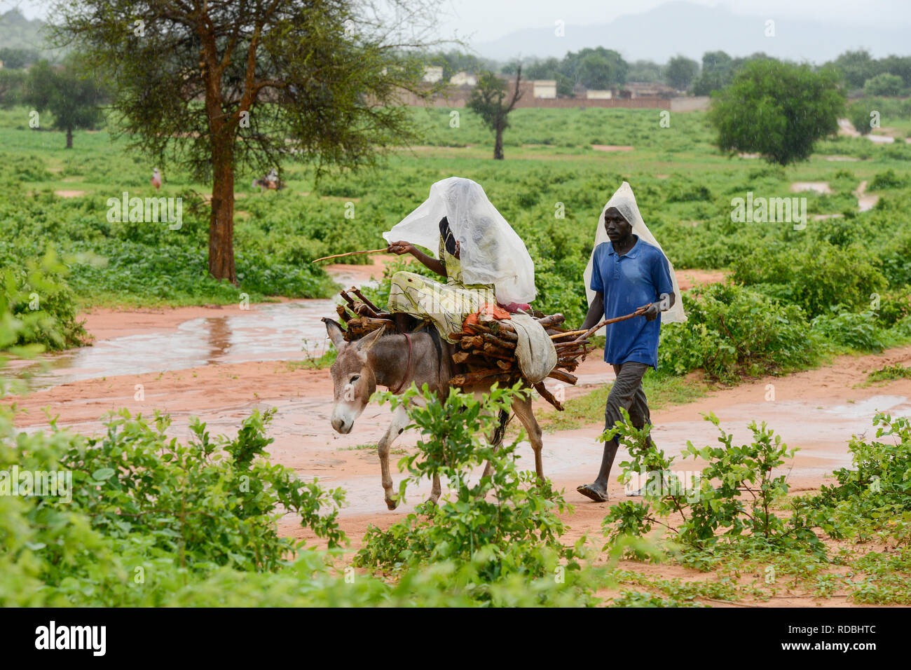 CHAD, Goz Beida, refugee camp Djabal for refugees from Darfur, Sudan, man and woman transport firewoods on donkey to the camp / TSCHAD, Goz Beida, Fluechtlingslager Djabal fuer Fluechtlinge aus Darfur, Sudan, Transport von Feuerholz auf Esel Stock Photo