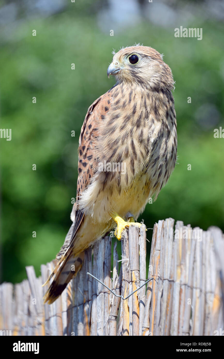 common kestrel, Turmfalke, vörös vércse, Falco tinnunculus Stock Photo -  Alamy