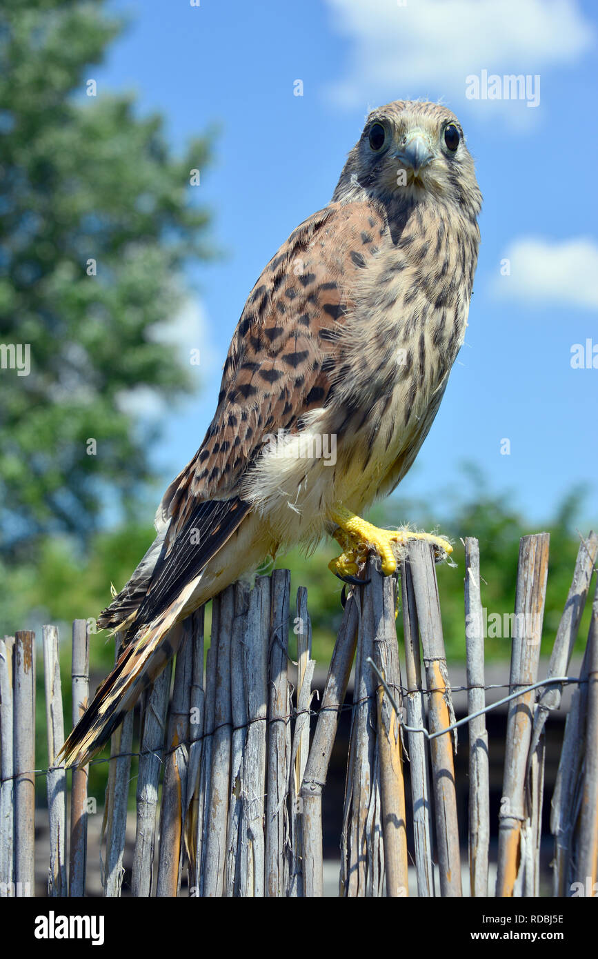 common kestrel, Turmfalke, vörös vércse, Falco tinnunculus Stock Photo -  Alamy