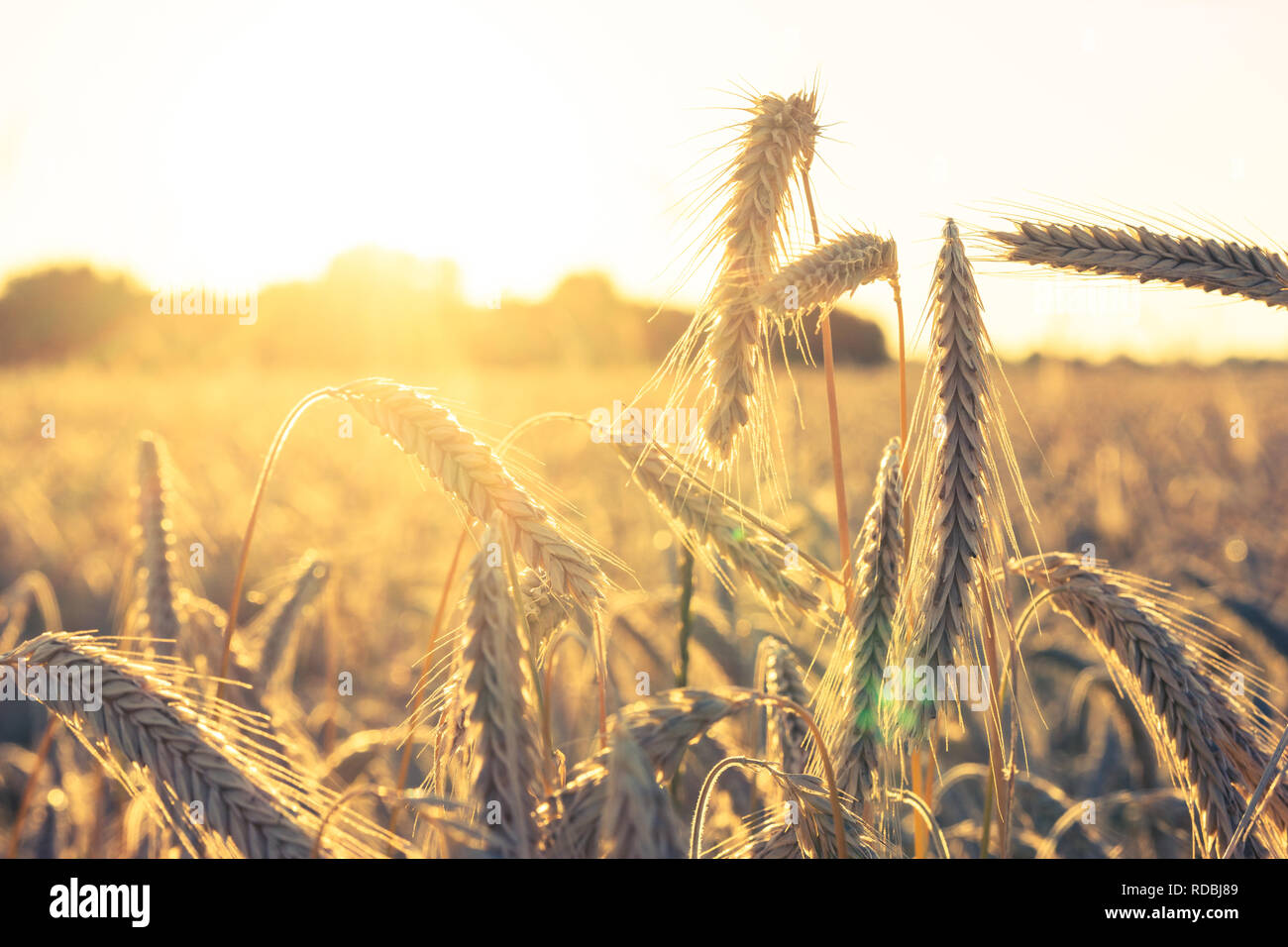 Grain head hires stock photography and images Alamy