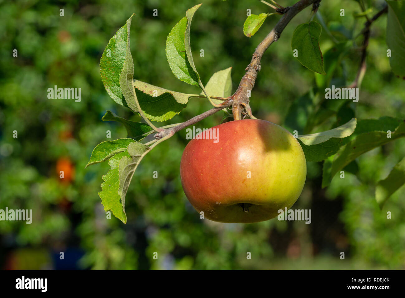 apple at a branch with green leaves - summer Stock Photo