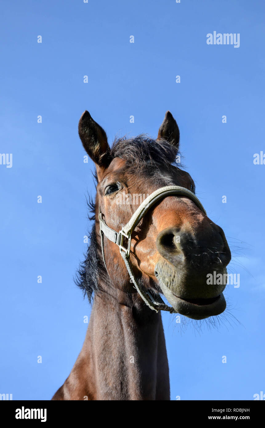 Horse neck and head hires stock photography and images Alamy