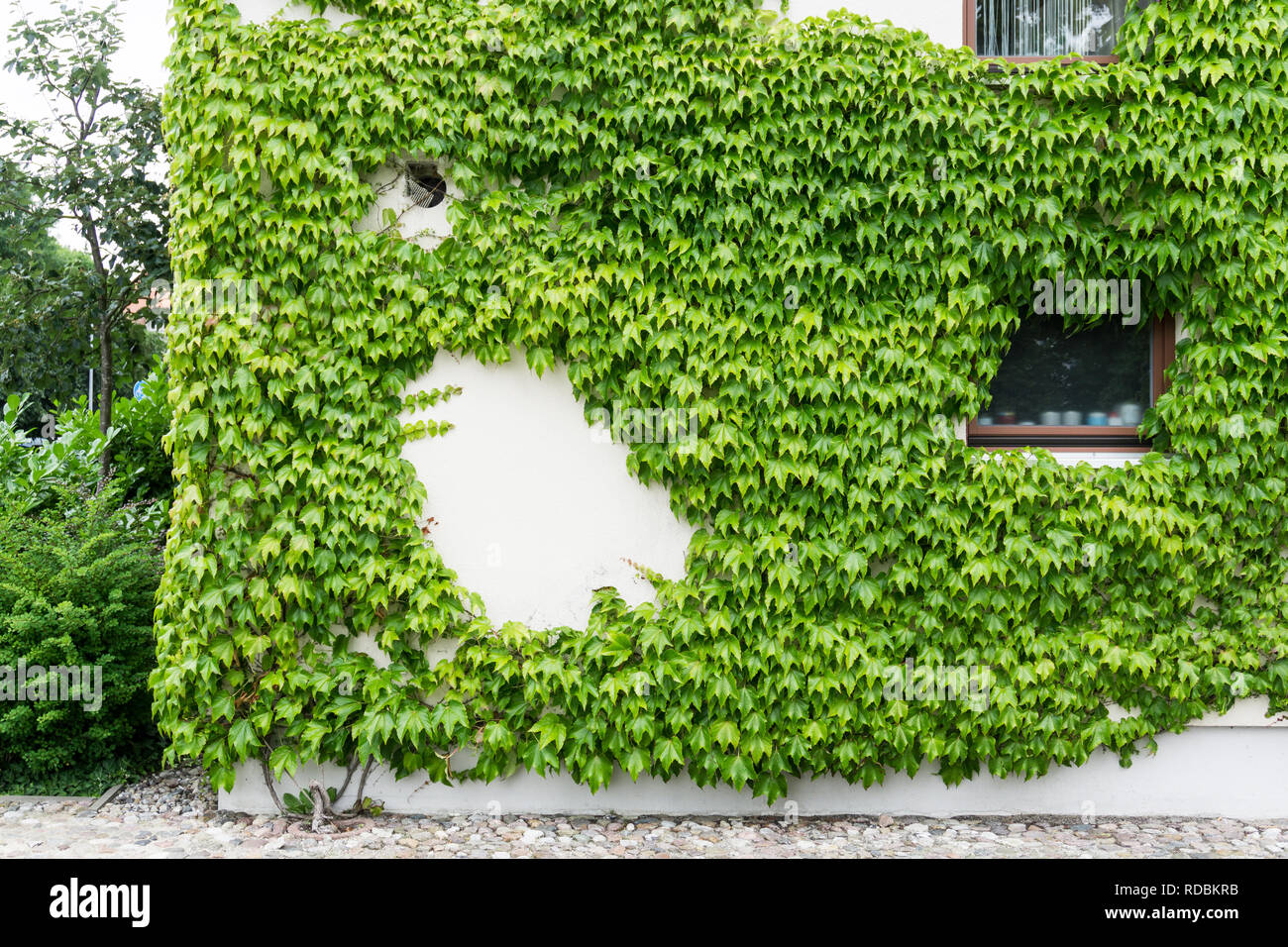wall or facade with green common ivy Stock Photo