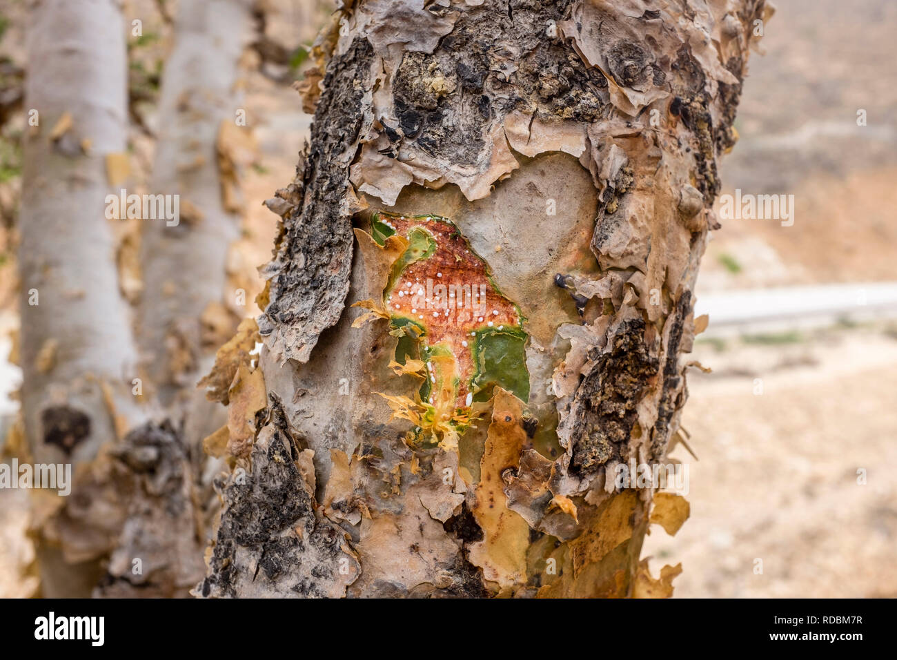 Sap on the trunk of a frankincense tree near Salalah in the southern ...