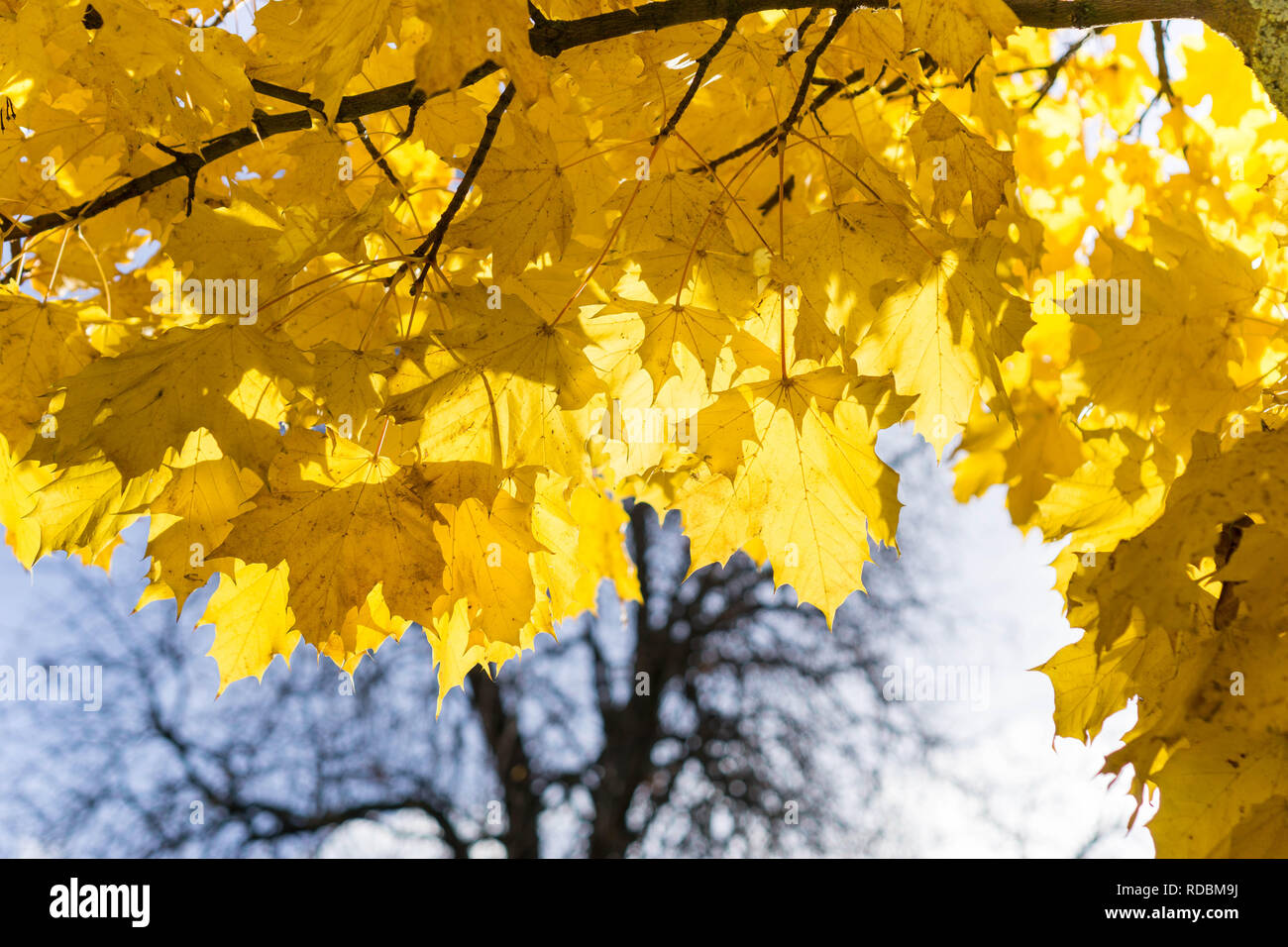 yellow maple leaves on a tree Stock Photo - Alamy