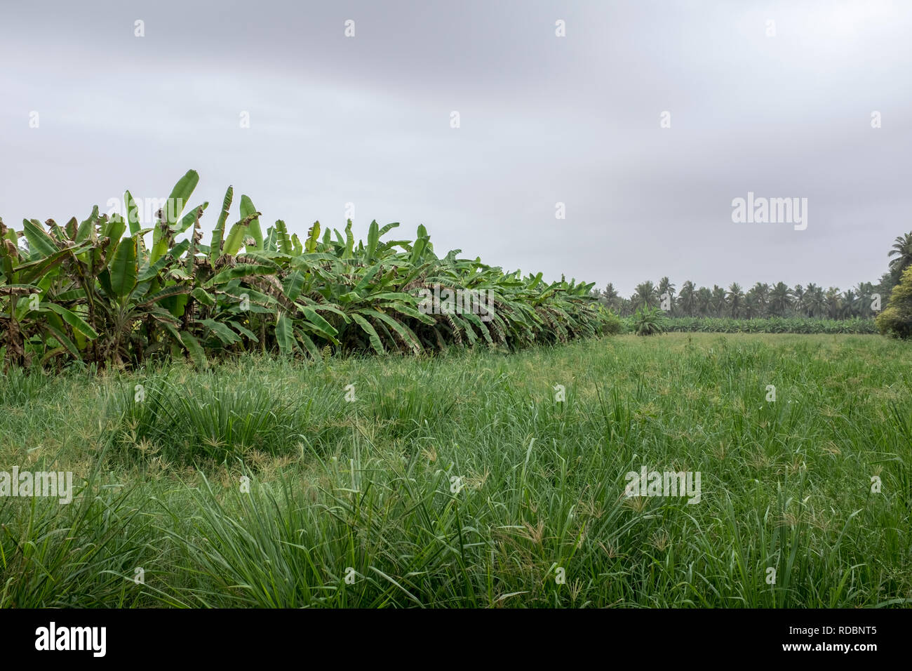 Fruit plantations in Salalah, Oman, during the annual khareef or monsoon season Stock Photo Alamy